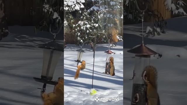 american squirrels on bird feeders. Американские белки на кормушках смотреть онлайн