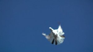 2.ч. Серпастые Голуби. В Гостях. У. Ивана. П. Зимовники. Ростовская обл. 13.02.2022.г. ?️???