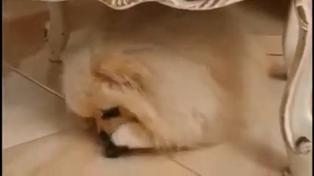 Хотите узнать что любят шпицы? смотреть онлайн