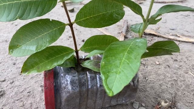Successful Guava Grafting How To Grow Guava Tree Using Guava Branch in Plastic Bottles Lot Of Fruit смотреть онлайн