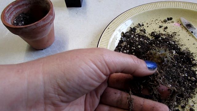 VLOG - Removing Mealy Bug from my Coryphantha Cactus - Beehive Cactus смотреть онлайн