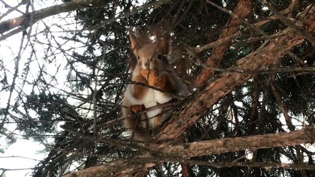 Вавёркі, Менск, Восень 2022 - Зіма 2023 / Белки, Минск, Осень 2022 - Зима 2023 смотреть онлайн