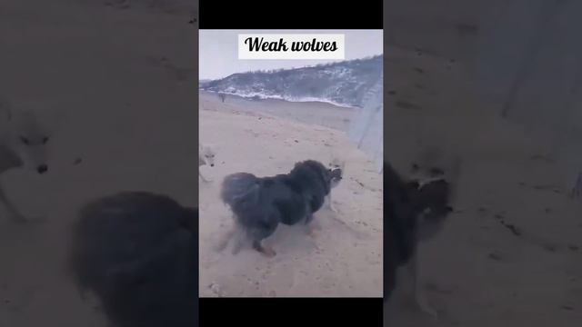 Wolf Against Dog, Dog Rebuffed Awholepack Of Wolvesволк против собаки, собака дал отпор стаи волков