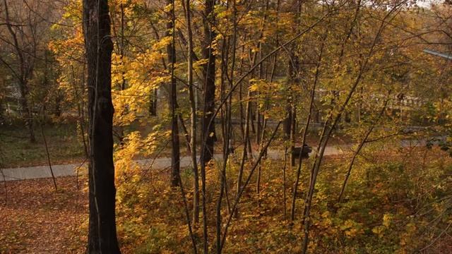 Осенний парк смотреть онлайн