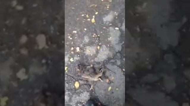 Golden_Guys#1-как раздавить крысу😂 смотреть онлайн