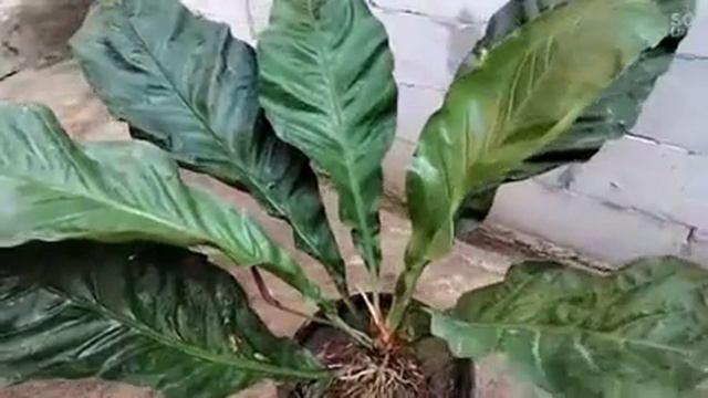 Tanaman Hias Sultan смотреть онлайн