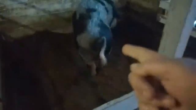 Первородка СВИНОМАТКА смотреть онлайн