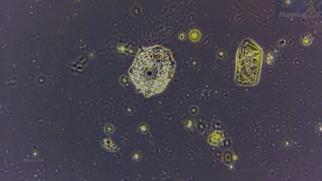 Микромир✌️