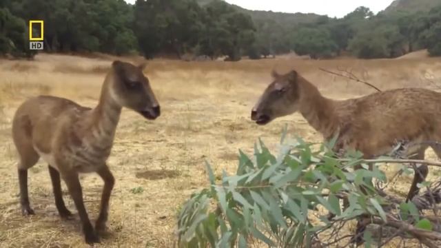 National Geographic Documentary - Prehistoric Predators - Wildlife Animals...FIRST PART