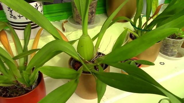 Balcony Tour and orchid collection for January 2015 + guest appearance Jacky смотреть онлайн