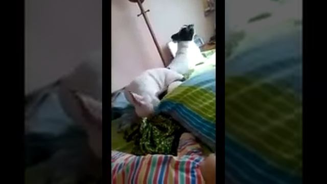 Танцующие бульдоги смотреть онлайн