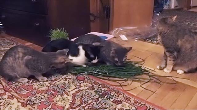 Травоядные кошки смотреть онлайн