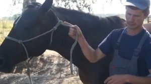 РАБОТА С ЛОШАДЬМИ  1)Надевание недоуздка и фиксация лошади