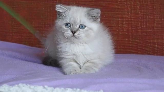 шотландская короткошерстная BrightCat Roxy, окрас блю линкс поинт смотреть онлайн