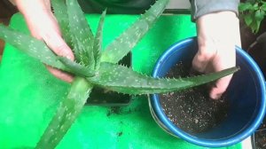 переукоренение алоэ. садим верхушку