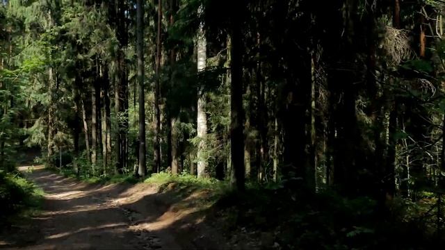 Колтушская экотропа смотреть онлайн