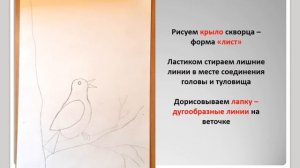 Презентация Скворцы прилетели