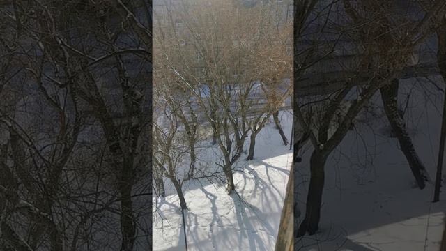 Чистка снега Петропавловск - Камчатский 14.56 2021год пятница Звёздная 8 смотреть онлайн