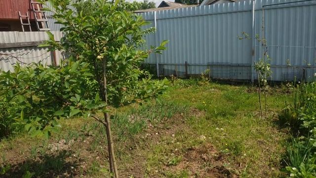 Что предстоит сделать на огороде в первой декаде июня? смотреть онлайн