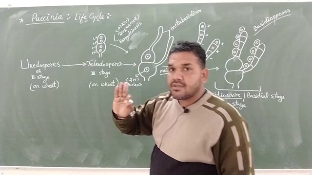 B.Sc.1(Botany) Puccinia смотреть онлайн