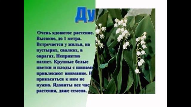 дикие растения смотреть онлайн
