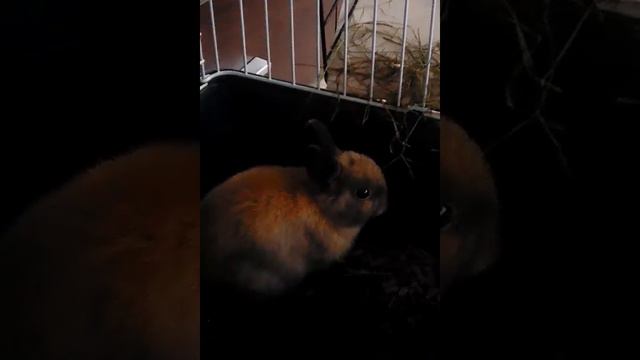 Когда-то Лапочка была такой маленькой... смотреть онлайн