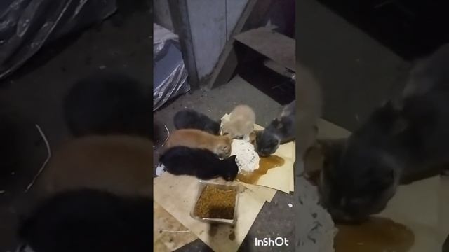 У КОШКИ ЧЕТЫРЕ НОГИ