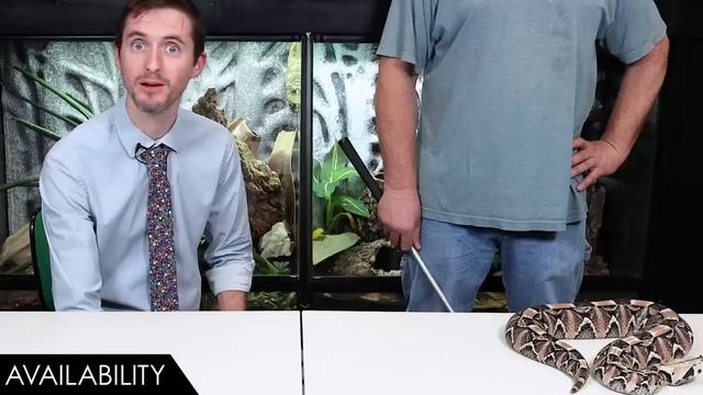 Gaboon Viper, The Best Pet Snake? смотреть онлайн