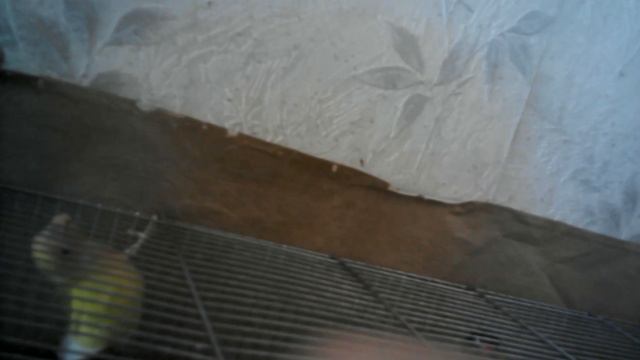 Продажа. Ручные  неразлучники выкормыши. Купить попугаев в Москве.