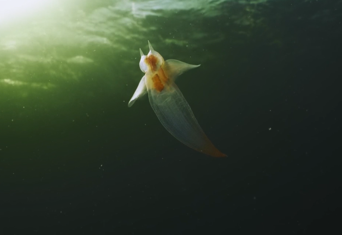 Охота морского ангела.