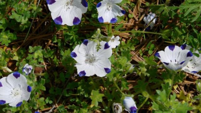 Nemophila - Happy Garden смотреть онлайн