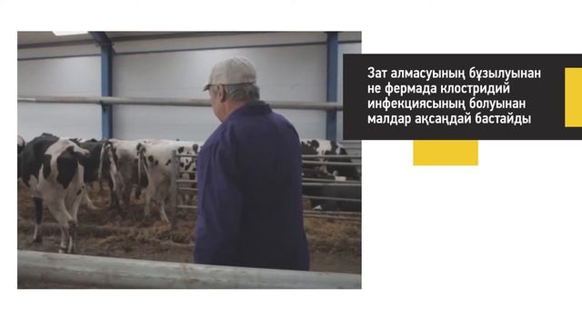 Сүтті сиырлардың аяқ-қолы ауруларының алдын алу смотреть онлайн