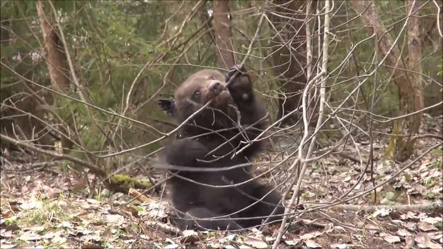 Медвежьи прогулки (12.04.2019) смотреть онлайн