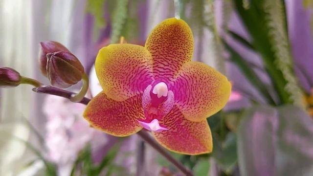 ОРХО-новинки! Мои распускашки! Путешествие по моей работе! смотреть онлайн