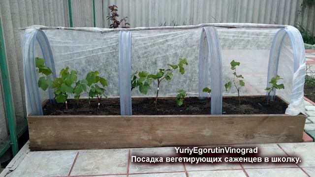 ? Сделал школку для вегетирующих саженцев из деревянного короба. Если на постоянное место еще рано смотреть онлайн