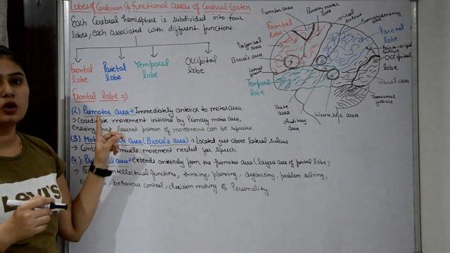 Lobes of cerebrum | Functional areas of Cerebral cortex in Hindi смотреть онлайн