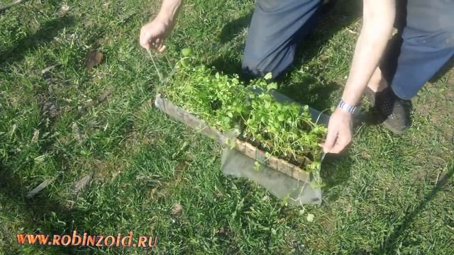 Перевозка и посадка рассады сельдерея из города на сельдерейную грядку. смотреть онлайн