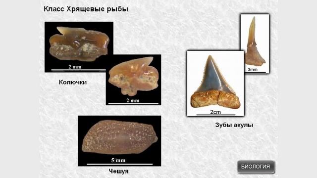Класс Хрящевые рыбы смотреть онлайн