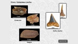 Класс Хрящевые рыбы