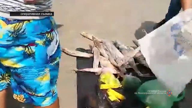 Проводится проверка по факту изъятия партии рыбы осетровых пород смотреть онлайн