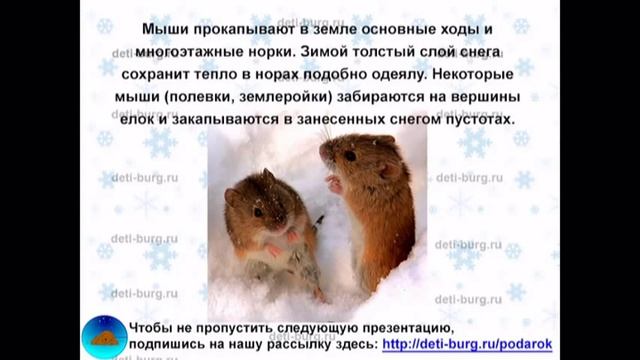 Как зимуют животные - детская презентация смотреть онлайн