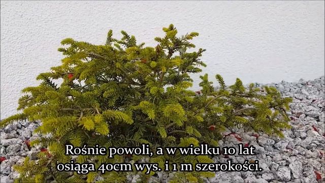 Świerk pospolity "Nidiformis"- Picea abies- N.1 z karłowatych świerków o pokroju płasko-kulistym. смотреть онлайн