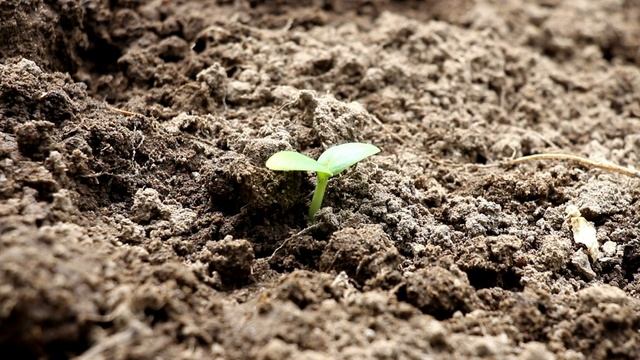 КАК ВЫБРАТЬ СЕМЕНА ОГУРЦОВ ДЛЯ ВАШЕГО ОГОРОДА смотреть онлайн