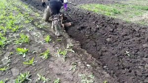 Конный плуг на мотоблок