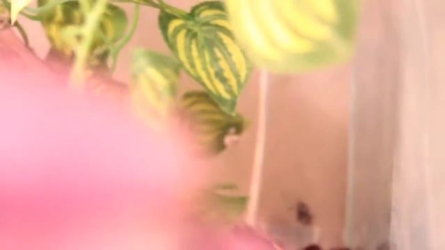 ЙЕМЕНСКИЙ ХАМЕЛЕОН, ЖИРОВАЯ КЛАДКА ЧАСТЬ 2 смотреть онлайн