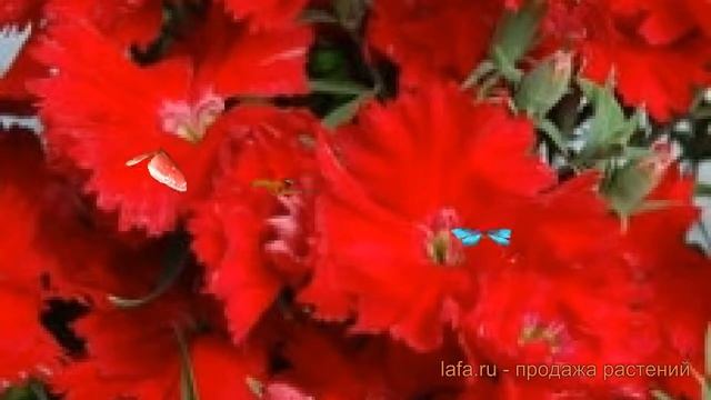 Строительные Мотивы