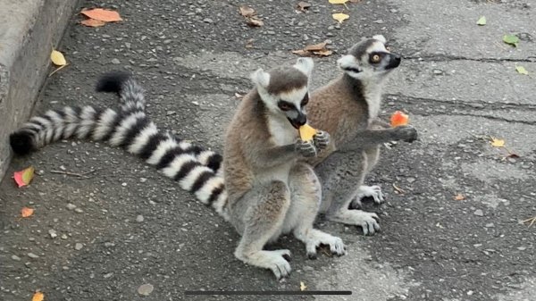 Новосибирск Зоопарк 26 08 2023