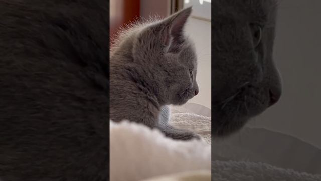 Котята Русской голубой породы СПб смотреть онлайн