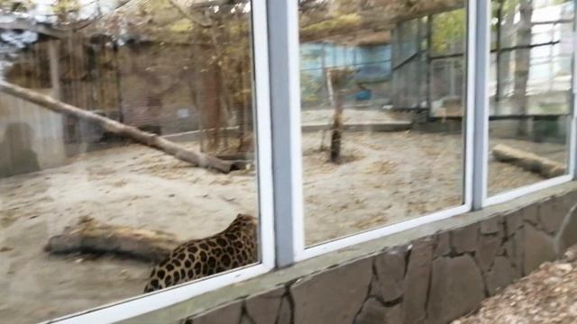 VILAVI Семья Звягинцевых на прогулке по Ростову на Дону Зоопарк Парк и набережная смотреть онлайн