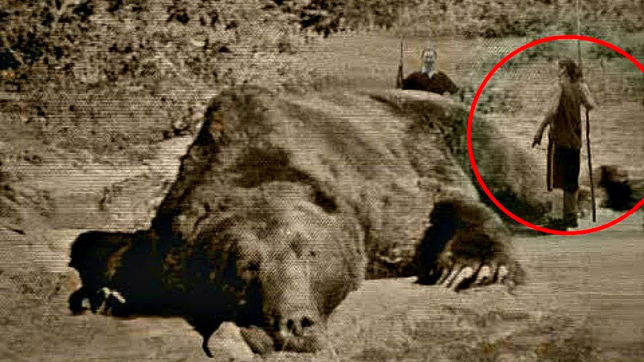 10 ВЫМЕРШИХ ЖИВОТНЫХ КОТОРЫЕ ВОЗМОЖНО ЖИВЫ смотреть онлайн